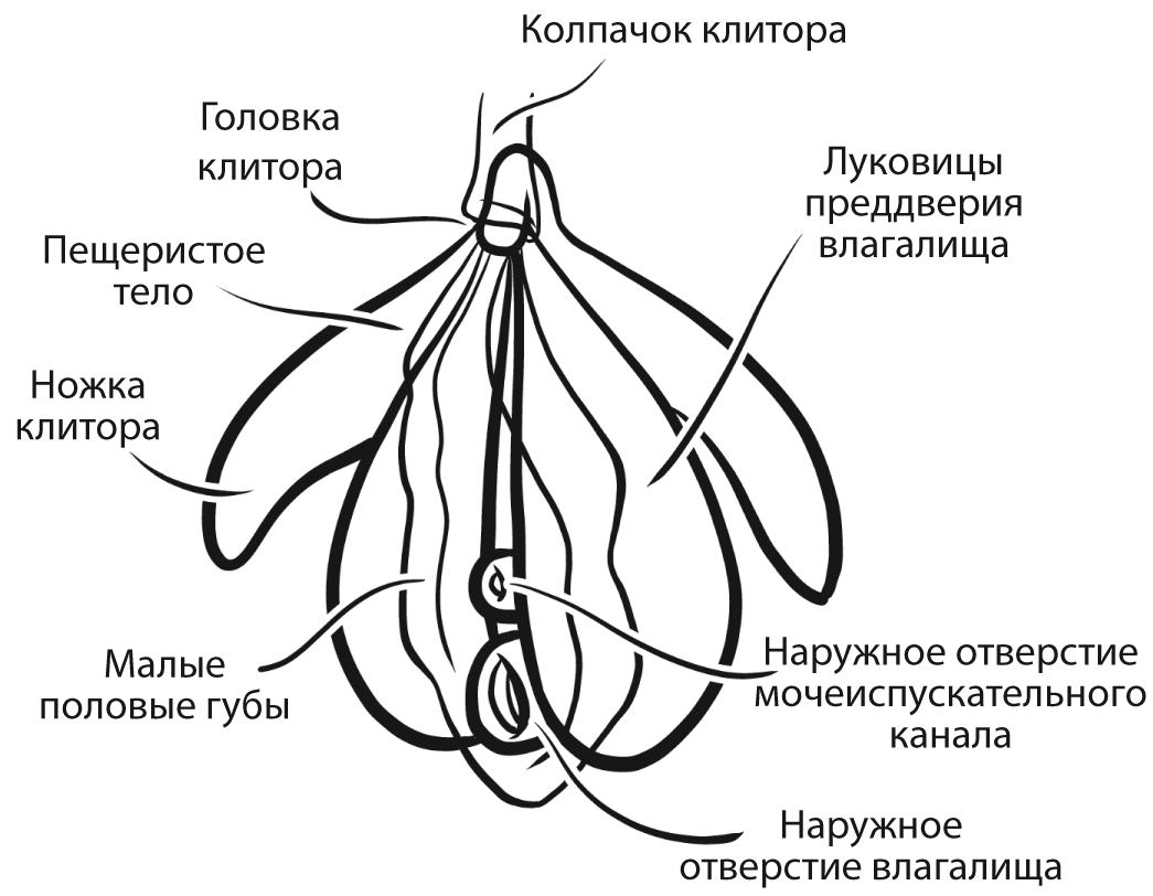 Популяризированное изображение клитора